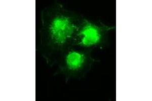 Anti-SILV mouse monoclonal antibody (ABIN2452277) immunofluorescent staining of COS7 cells transiently transfected by pCMV6-ENTRY SILV (RC200663).