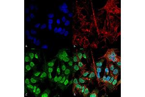 Immunocytochemistry/Immunofluorescence analysis using Mouse Anti-Alpha Synuclein Monoclonal Antibody, Clone 3F8 (ABIN5564104). (SNCA antibody  (PerCP))