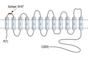 Representative domain view of the target of ABIN7885525.
