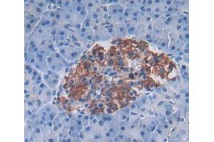 Used in DAB staining on fromalin fixed paraffin- embedded pancreas tissue (PLA2G12A antibody  (AA 23-189))