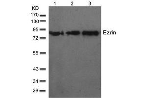 Image no. 1 for anti-Ezrin (EZR) (Thr566) antibody (ABIN197426) (Ezrin antibody  (Thr566))
