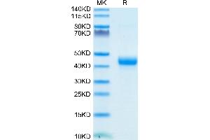 Biotinylated Cynomolgus CD3E 1-27 peptide on Tris-Bis PAGE under reduced condition. (CD3 epsilon Protein (CD3E) (AA 22-48) (Fc-Avi Tag,Biotin))