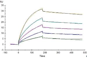 Surface Plasmon Resonance (SPR) image for Claudin 6 (CLDN6) (AA 1-220) (Active) protein-VLP (Biotin) (ABIN7448163)