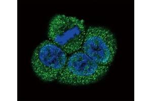Confocal immunofluorescent analysis of VEGFR2 antibody with HeLa cells followed by Alexa Fluor 488-conjugated goat anti-rabbit lgG (green). (VEGFR2/CD309 antibody  (AA 1326-1356))