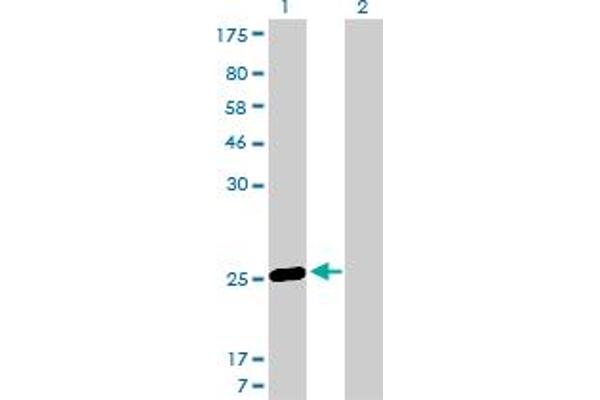 MS4A7 antibody  (AA 1-240)