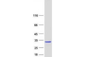 Validation with Western Blot (COX4NB Protein (Transcript Variant 1) (Myc-DYKDDDDK Tag))