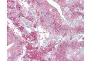 Anti-PSEN1 / Presenilin 1 antibody IHC of human small intestine. (Presenilin 1 antibody  (AA 300-349))