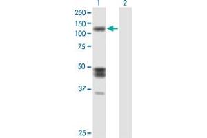 Western Blot analysis of IARS expression in transfected 293T cell line by IARS MaxPab polyclonal antibody. (IARS antibody  (AA 1-1055))