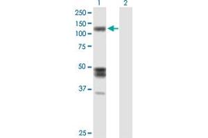 Western Blot analysis of IARS expression in transfected 293T cell line by IARS MaxPab polyclonal antibody.