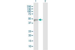 Western Blot analysis of CADM3 expression in transfected 293T cell line by CADM3 MaxPab polyclonal antibody. (CADM3 antibody  (AA 1-398))