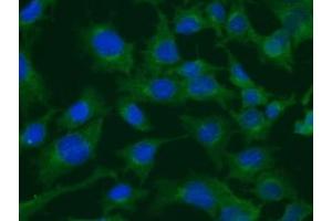 Immunofluorescence (IF) image for anti-Clathrin Heavy Chain (CLTC) (N-Term) antibody (ABIN6254150) (Clathrin Heavy Chain (CLTC) (N-Term) antibody)