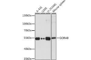 Western blot analysis of extracts of various cell lines, using GORAB Rabbit pAb (ABIN7267499) at 1:1000 dilution. (GORAB antibody  (AA 1-100))