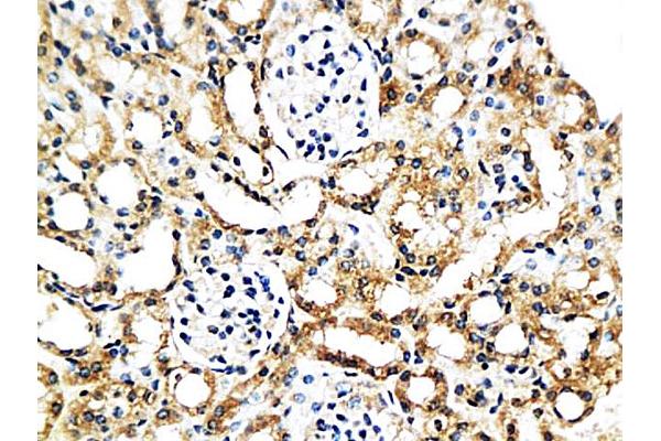 CCL8 antibody  (AA 24-99)