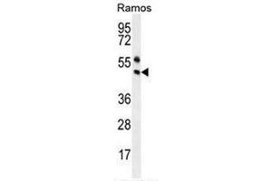 PAX5 Antibody (Center) western blot analysis in Ramos cell line lysates (35µg/lane).
