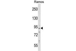 Western blot analysis of Neurabin-2 Antibody (N-term) in Ramos cell line lysates (35ug/lane). (PPP1R9B antibody  (N-Term))