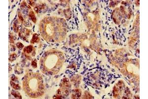 Immunohistochemistry of paraffin-embedded human salivary gland tissue using ABIN7146731 at dilution of 1:100
