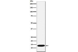 Western blot analysis of CCL21 expression in Human CCL21 recombinant protein lysate.