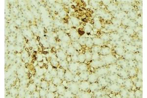 ABIN6277421 at 1/100 staining Mouse kidney tissue by IHC-P. (PARD6A antibody  (N-Term))