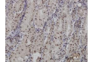 Immunoperoxidase of monoclonal antibody to FOXO3A on formalin-fixed paraffin-embedded human stomach. (FOXO3 antibody  (AA 361-460))