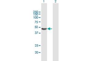 Western Blot analysis of AMBP expression in transfected 293T cell line by AMBP MaxPab polyclonal antibody. (AMBP antibody  (AA 1-352))