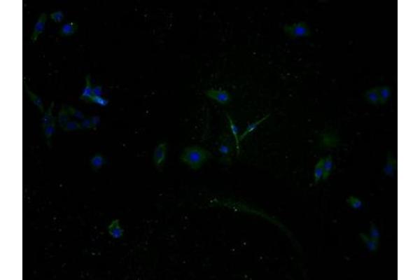 TAS2R5 antibody  (AA 149-164)