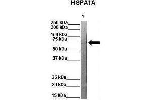 WB Suggested Anti-Hspa1a Antibody  Positive Control: Lane 1:841 µg pig serum Primary Antibody Dilution: 1:0000Secondary Antibody: Anti-rabbit-HRP Secondry  Antibody Dilution: 1:0000Submitted by: Martina Ondrovics, University of Veterinary Medicine Vienna
