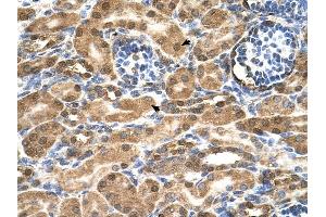 SDF2 antibody was used for immunohistochemistry at a concentration of 4-8 ug/ml to stain Epithelial cells of renal tubule (arrows) in Human Kidney. (SDF2 antibody  (N-Term))