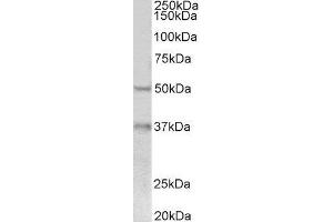 ABIN2562638 (0. (FOXA1 antibody  (C-Term))