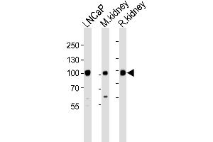 Western blot analysis of lysates from LNCaP, M. (MME antibody  (N-Term))