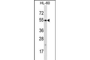 TTC34 Antibody (C-term) (ABIN1537441 and ABIN2848517) western blot analysis in HL-60 cell line lysates (35 μg/lane). (TTC34 antibody  (C-Term))