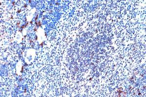 Immunohistochemistry of paraffin-embedded mouse spleen using JunD Rabbit mAb (ABIN7268051) at dilution of 1:100 (40x lens). (JunD antibody)