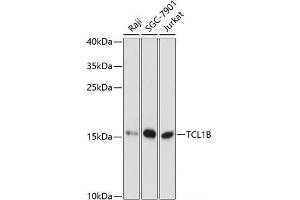Western blot analysis of extracts of various cell lines using TCL1B Polyclonal Antibody at dilution of 1:3000. (TCL1B antibody)