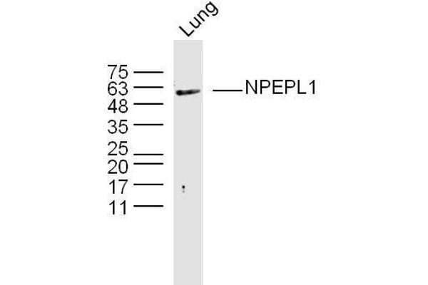 NPEPL1 抗体  (AA 371-470)