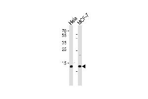 Western Blotting (WB) image for anti-Ring-Box 1, E3 Ubiquitin Protein Ligase (RBX1) (AA 74-108), (C-Term) antibody (ABIN1944784)