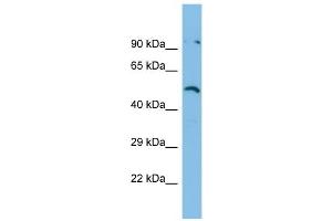 Host:  Rabbit  Target Name:  ZNF480  Sample Type:  RPMI-8226 Whole Cell lysates  Antibody Dilution:  1. (ZNF480 antibody  (N-Term))