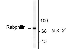 Western blots of rat brain lysate showing specific immunolabeling of the ~82k rabphilin 3A phosphorylated at Ser234. (RPH3A antibody  (pSer234))