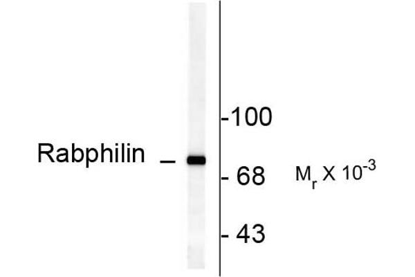 RPH3A Antikörper  (pSer234)