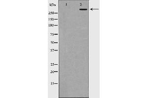 Western blot analysis of p300 expression in HepG2 cells. (p300 antibody  (N-Term))