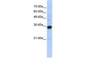Image no. 1 for anti-Complement C1q Tumor Necrosis Factor-Related Protein 4 (C1QTNF4) (C-Term) antibody (ABIN6743641) (C1QTNF4 antibody  (C-Term))