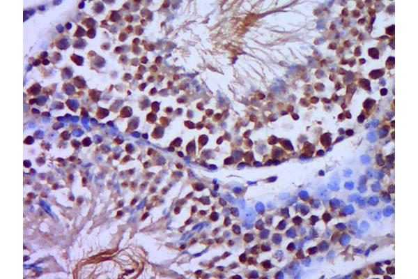 SCP2D1 antibody  (AA 101-156)