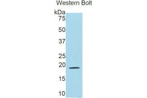 WB of Protein Standard: different control antibodies against Highly purified E. (Lactoferrin CLIA Kit)
