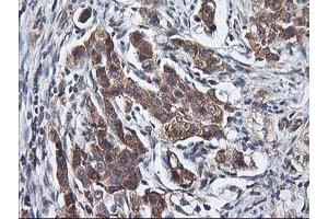 Image no. 2 for anti-Heme Oxygenase (Decycling) 2 (HMOX2) antibody (ABIN1498691) (HMOX2 antibody)