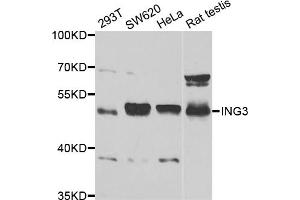 Western blot analysis of extracts of various cell lines, using ING3 antibody (ABIN5973445) at 1/1000 dilution. (ING3 antibody)