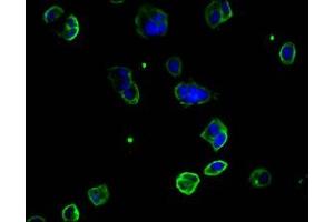 Immunofluorescence (IF) image for anti-Melanoma Cell Adhesion Molecule (MCAM) (AA 50-646) antibody (ABIN7147325)