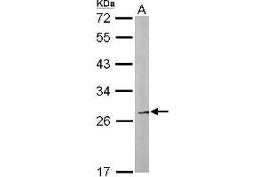 WB Image Sample (50 ug of whole cell lysate) A: Mouse liver 12% SDS PAGE antibody diluted at 1:500 (FAM122B antibody)