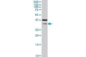 Western Blotting (WB) image for anti-Hairy/enhancer-of-Split Related with YRPW Motif-Like (HEYL) (AA 221-327) antibody (ABIN525730)