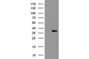 Image no. 5 for anti-Replication Factor C (Activator 1) 2, 40kDa (RFC2) (AA 1-234) antibody (ABIN1490618)