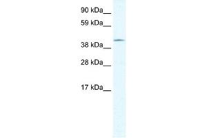 GIOT-1 antibody (20R-1114) used at 0. (ZNF461 antibody  (N-Term))