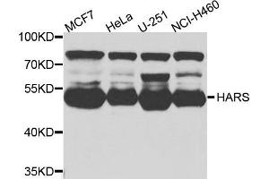 Western blot analysis of extracts of various cells, using HARS antibody. (HARS1/Jo-1 antibody)