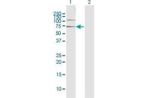 Western Blot analysis of NUP98 expression in transfected 293T cell line by NUP98 MaxPab polyclonal antibody. (NUP98 antibody  (AA 1-606))